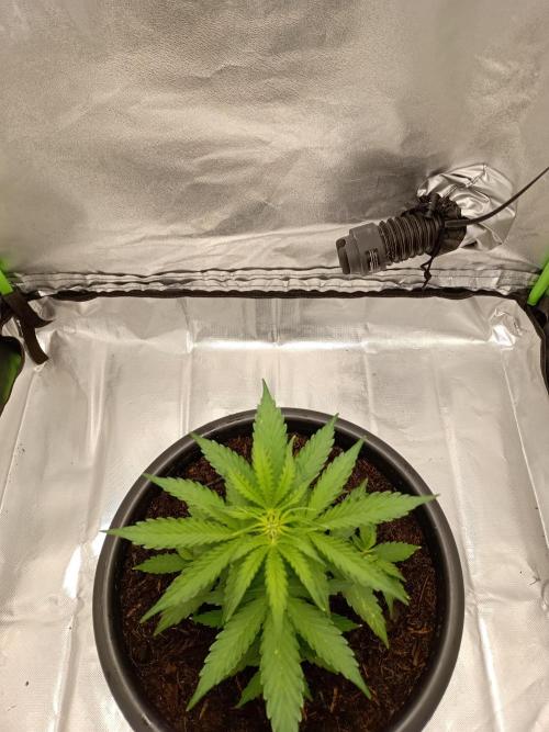 Super Lemon haze Auto. Week 3