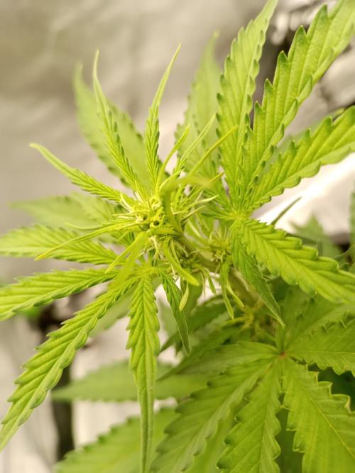 Super Lemon haze Auto. Week 3