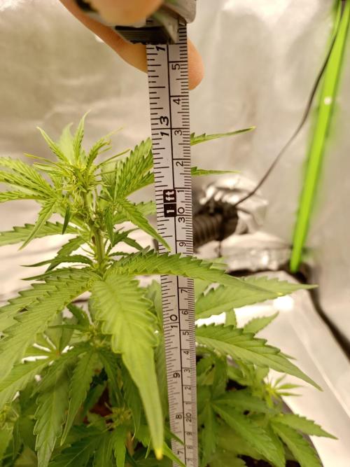 Super Lemon haze Auto. Week 3