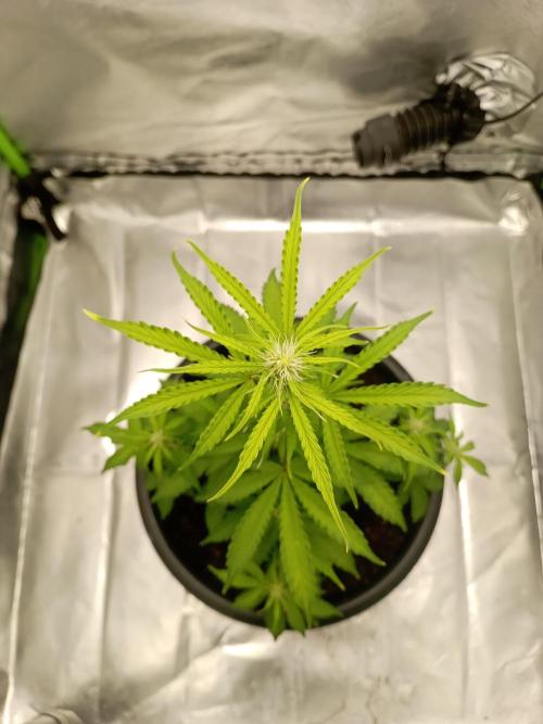Super Lemon haze Auto. Week 4