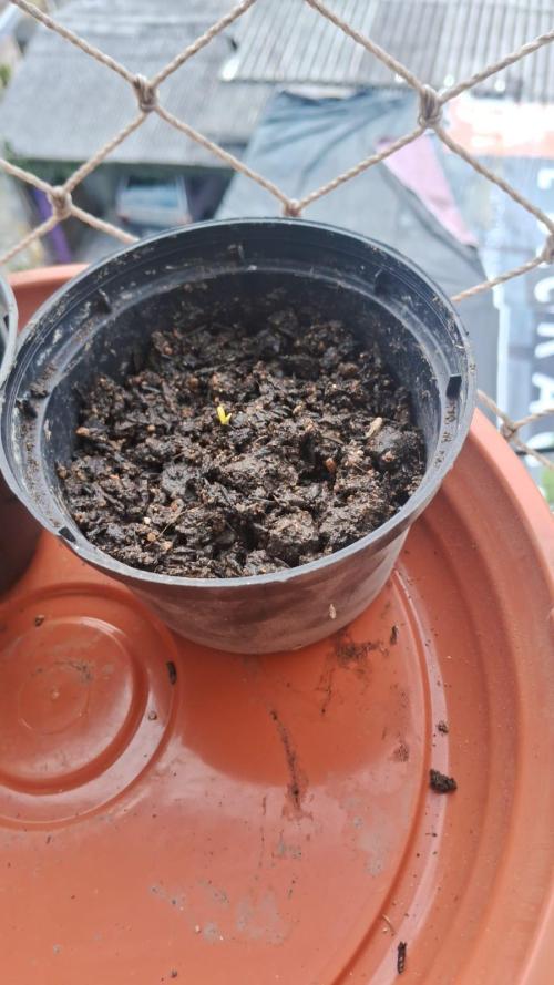 White Widow e Durban Poison. Week 0 - Dia 08/05 - a WW e as DBs foram colocadas no vaso (grow não estava pronto)