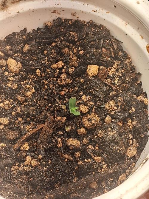 White Widow e Durban Poison. Week 0 - Durban Poison 2 10/05