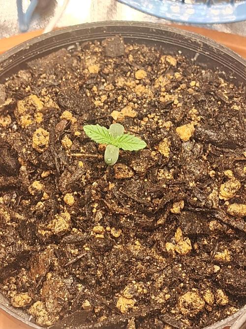 White Widow e Durban Poison. Week 0 - White Widow 10/05