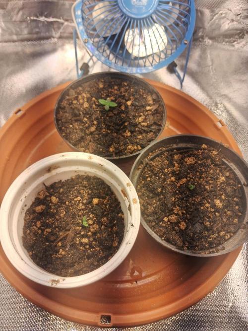 White Widow e Durban Poison. Week 0 - As bebezinhas s2