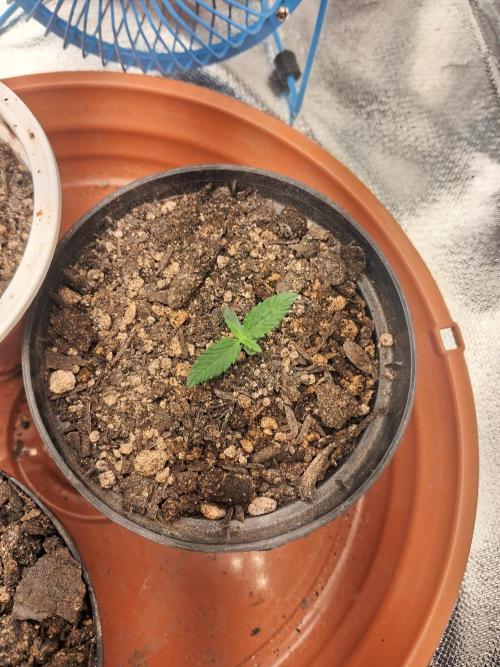 White Widow e Durban Poison. Week 1 - Durban Poison 1 (16/05)