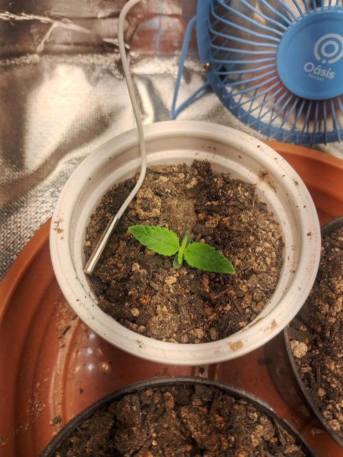 White Widow e Durban Poison. Week 1 - Durban Poison 2 (16/05)