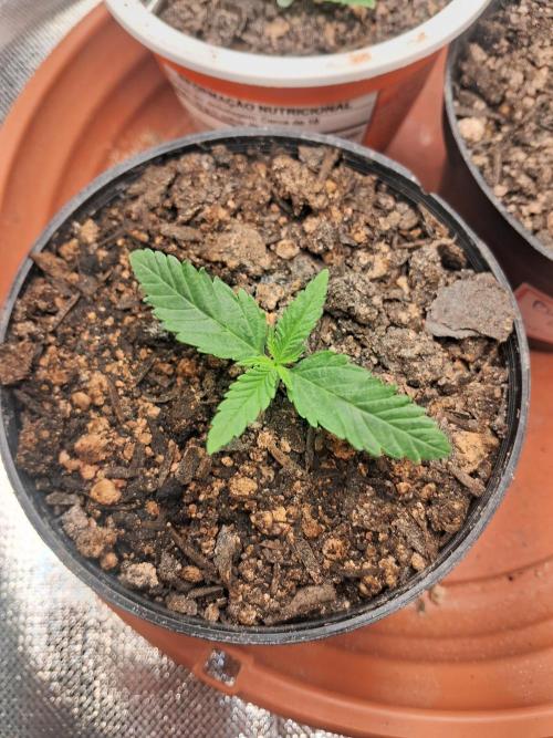 White Widow e Durban Poison. Week 1 - White Widow (16/05)