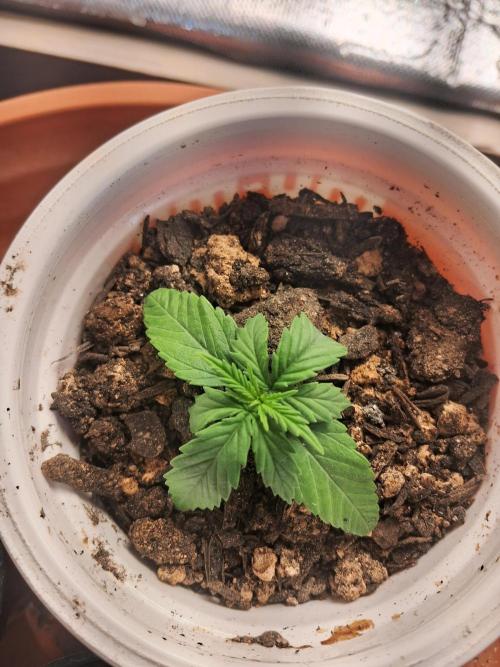 White Widow e Durban Poison. Week 2 - DB2 Antes do transplante
