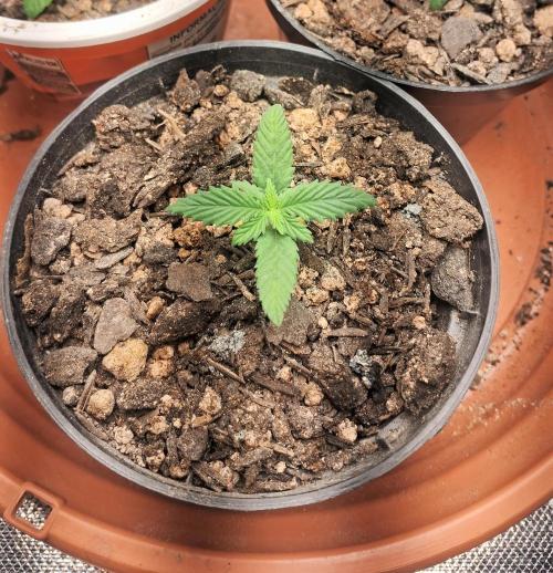 White Widow e Durban Poison. Week 2 - DB1 Antes do transplante