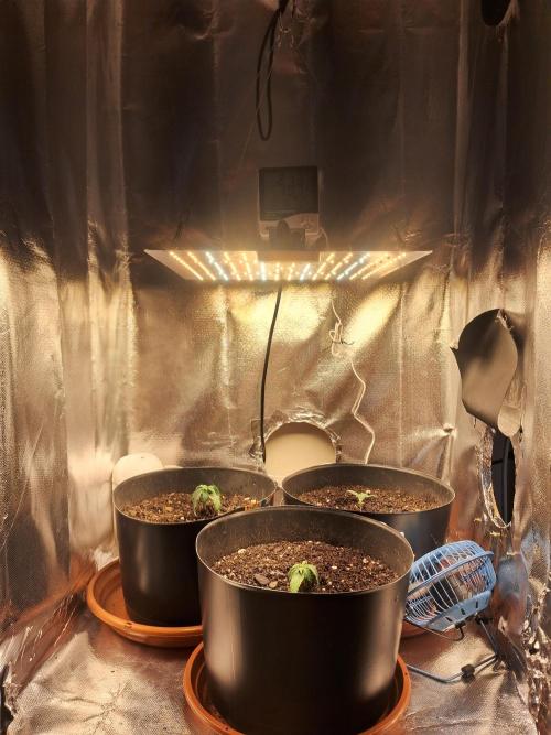 White Widow e Durban Poison. Week 2 - Grow pós-transplante