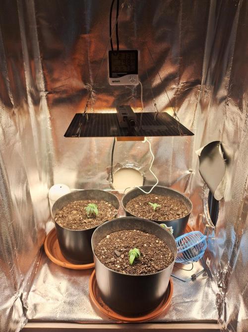 White Widow e Durban Poison. Week 2 - Grow pós-transplante