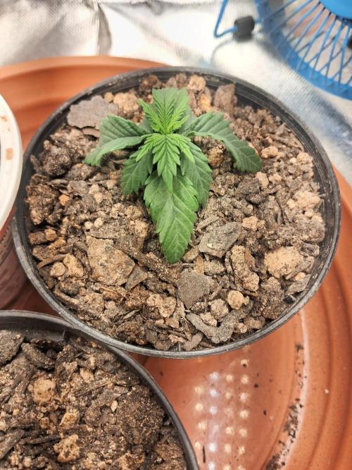 White Widow e Durban Poison. Week 2 - WW Antes do transplante