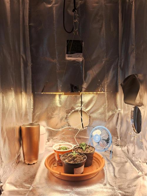 White Widow e Durban Poison. Week 2 - Grow pré-transplante