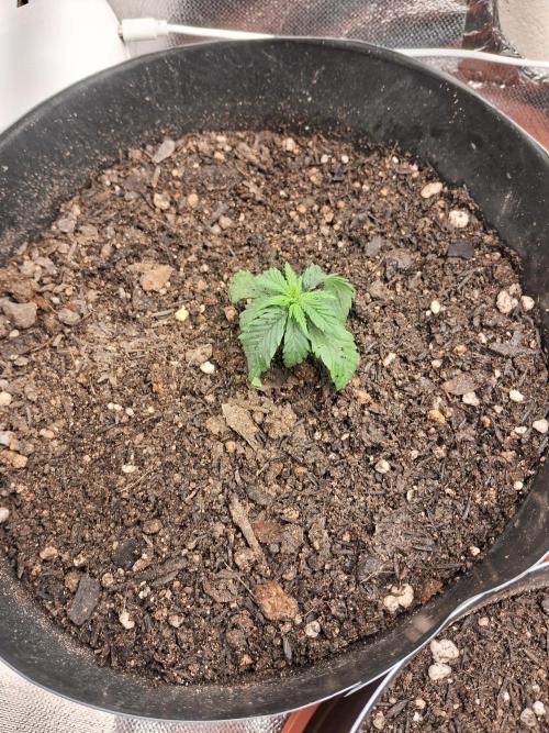 White Widow e Durban Poison. Week 2 - minha WW murcha :(