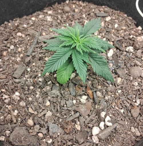 White Widow e Durban Poison. Week 3 - White Widow