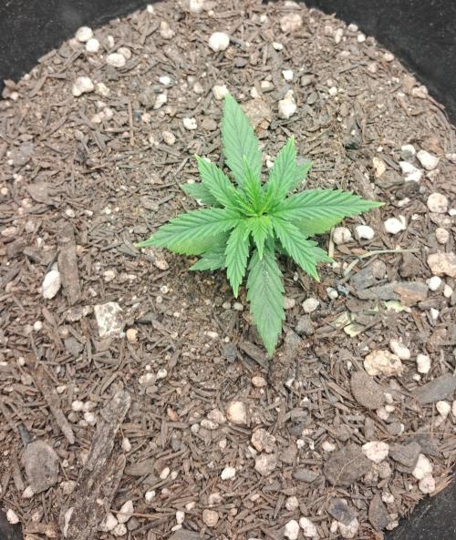 White Widow e Durban Poison. Week 3 - Durban Poison 2