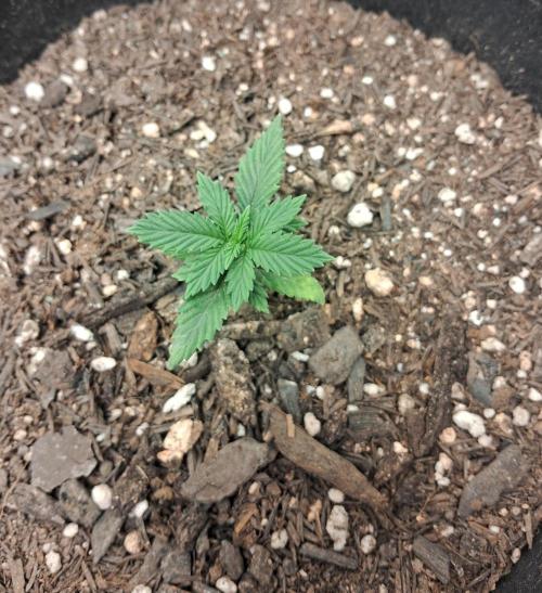 White Widow e Durban Poison. Week 3 - Durban Poison 1