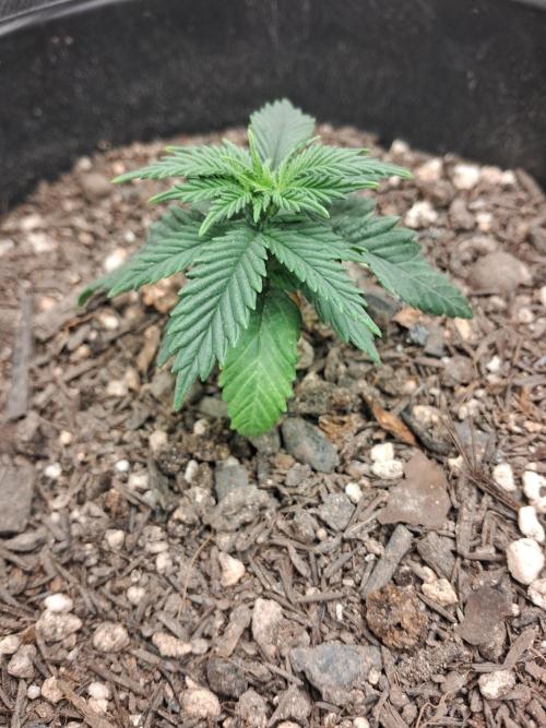 White Widow e Durban Poison. Week 3 - White Widow