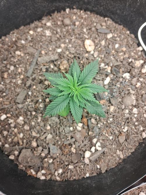 White Widow e Durban Poison. Week 3 - White Widow