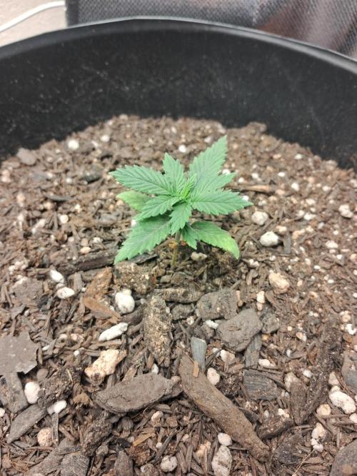 White Widow e Durban Poison. Week 3 - Durban Poison 1