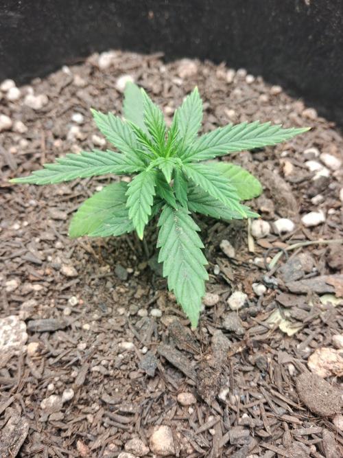 White Widow e Durban Poison. Week 3 - Durban Poison 2