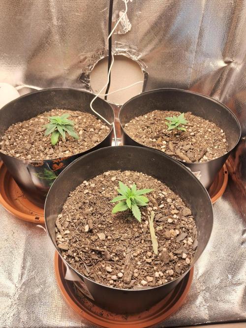 White Widow e Durban Poison. Week 3 - As 3 mosqueteiras 