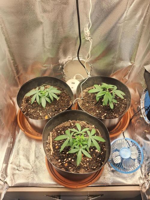 White Widow e Durban Poison. Week 4 - Grow pós-treinamento