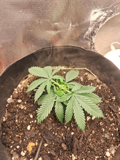 White Widow e Durban Poison. Week 4 - WW pós-treinamento