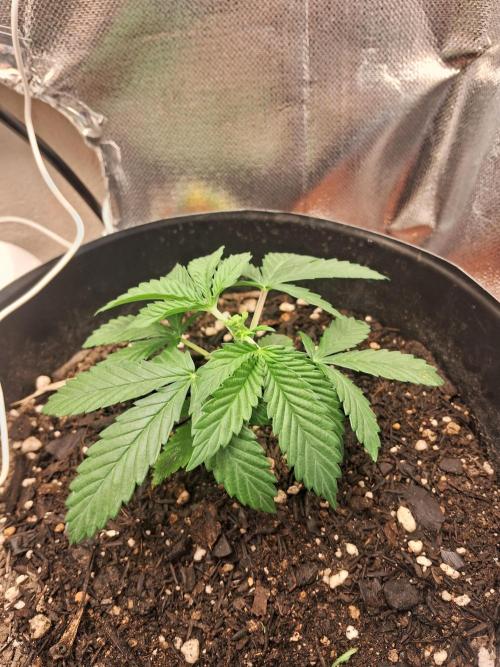 White Widow e Durban Poison. Week 4 - DB2 pós-treinamento