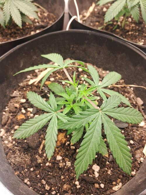 White Widow e Durban Poison. Week 4 - DB1 pós-treinamento