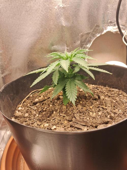 White Widow e Durban Poison. Week 4 - WW da pra ver ela ficou com os nós e galhos muito próximos e compactados
