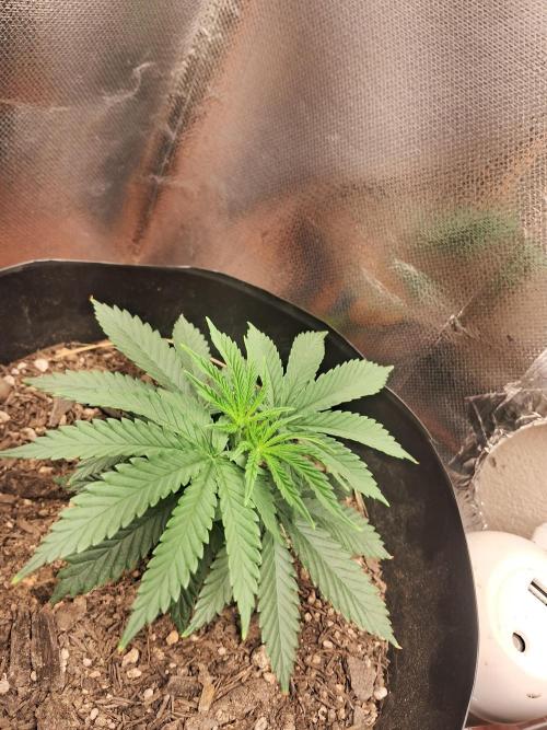 White Widow e Durban Poison. Week 4 - WW pré-treinamento