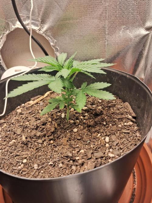 White Widow e Durban Poison. Week 4 - DB2 pré-treinamento