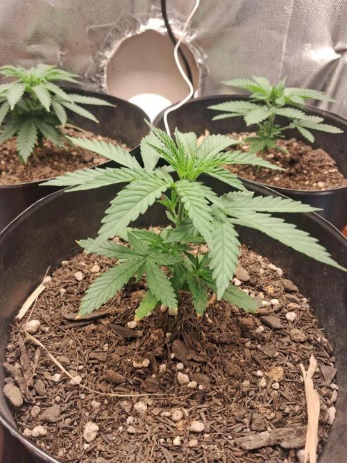 White Widow e Durban Poison. Week 4 - DB1 pré-treinamento