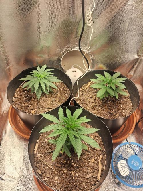 White Widow e Durban Poison. Week 4 - Grow pré-treinamento (1 mês veg)