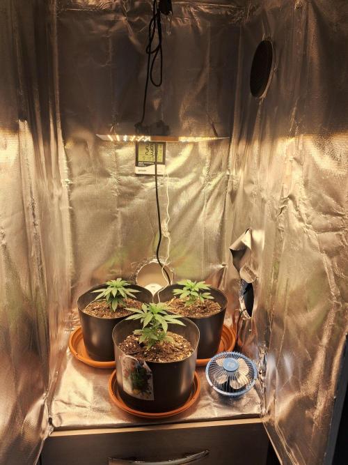 White Widow e Durban Poison. Week 4 - As danadas antes do treinamento.