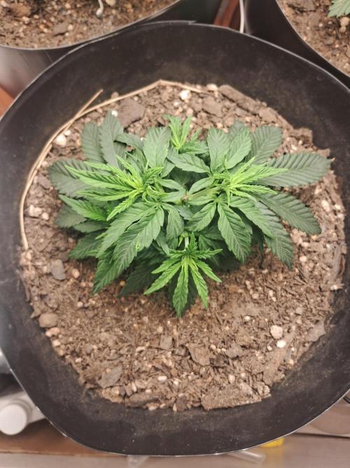 White Widow e Durban Poison. Week 5 - White Widow 1 semana depois da poda