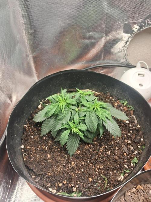White Widow e Durban Poison. Week 5 - White Widow 1 semana depois da poda