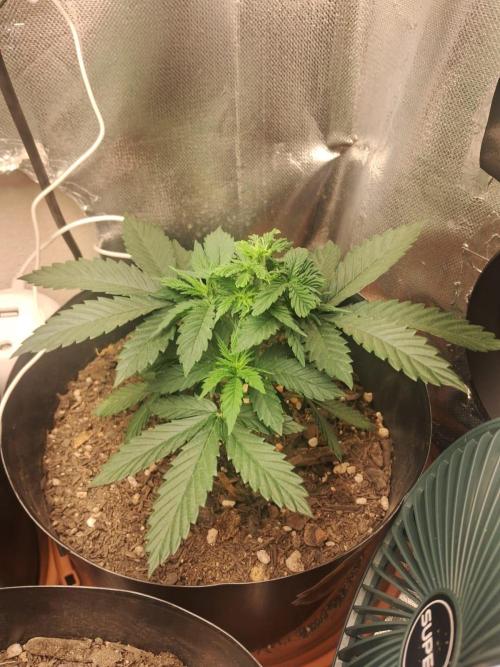 White Widow e Durban Poison. Week 5 - Durban Poison 1 semana depois da poda