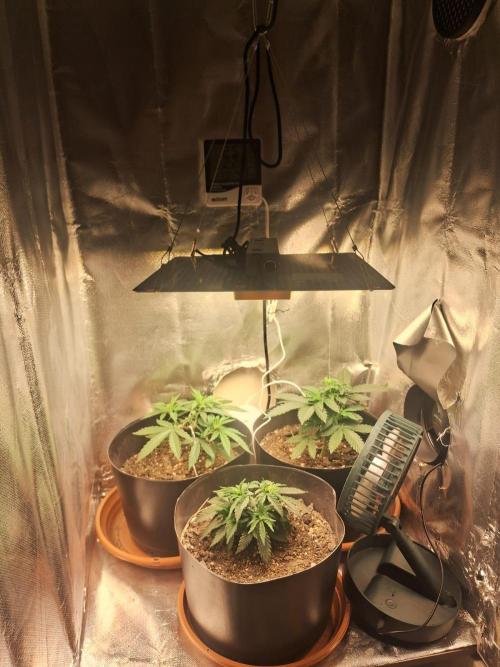 White Widow e Durban Poison. Week 5 - Grow 1 semana depois da poda