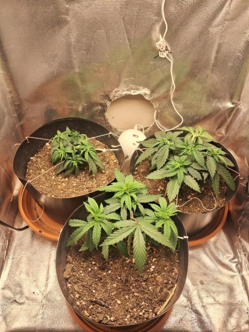 White Widow e Durban Poison. Week 5 - Grow pós LST