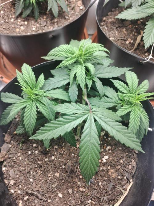 White Widow e Durban Poison. Week 5 - DB1 pós LST (e sem um galho que quebrei 😢  )