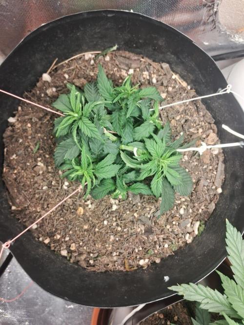 White Widow e Durban Poison. Week 5 - WW pós LST