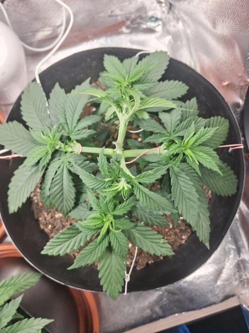 White Widow e Durban Poison. Week 5 - DB2 pós LST (também quebrei um galho no LST )