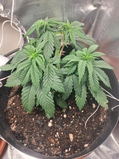 White Widow e Durban Poison. Week 6 - DB 2 - pré 2nd topping, LST and defoliation