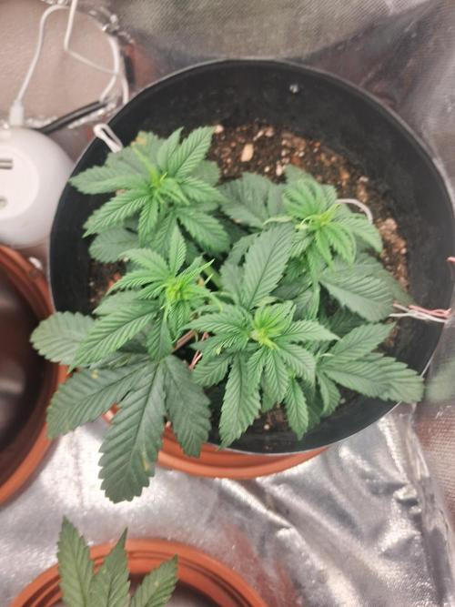 White Widow e Durban Poison. Week 6 - DB 2 (top view) - pré 2nd topping, LST and defoliation