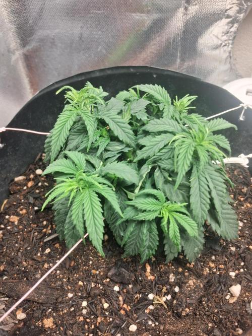 White Widow e Durban Poison. Week 6 - WW (dia 21/06)