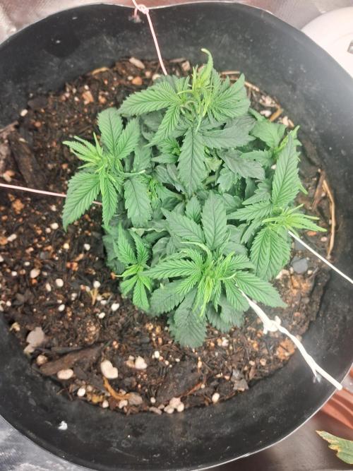 White Widow e Durban Poison. Week 6 - WW (topview) (dia 21/06)