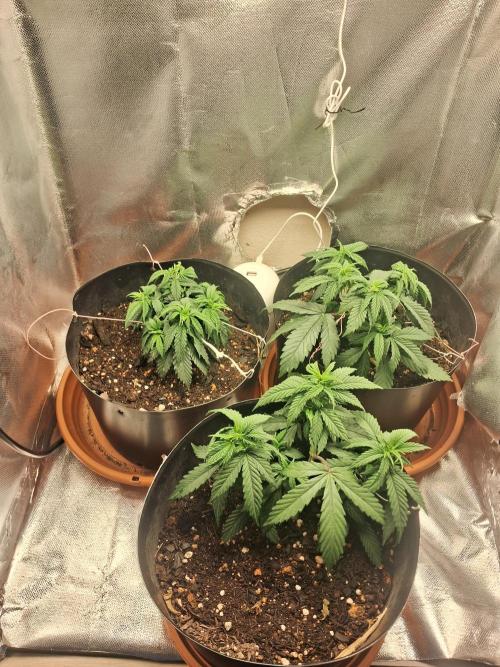 White Widow e Durban Poison. Week 6 - GROW - pré 2nd topping