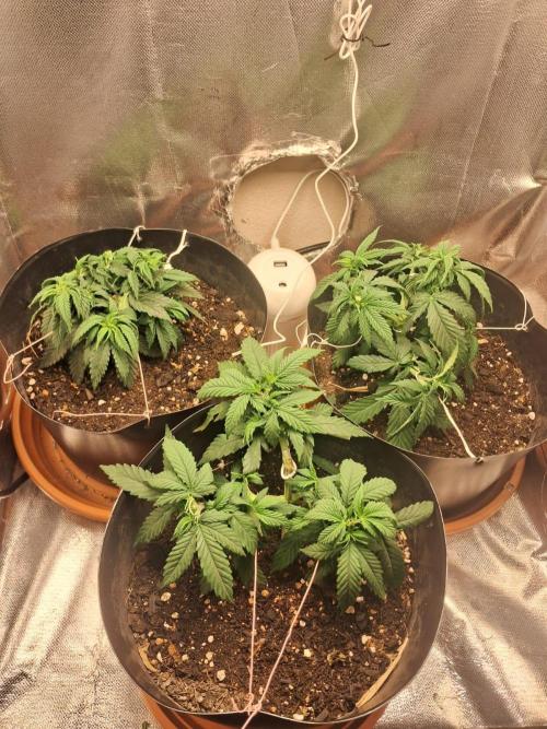 White Widow e Durban Poison. Week 6 - GROW - *pós* 2nd topping